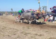 Tarik Minat Wisatawan, Gubernur Koster Harap Makepung Cup Masuk dalam Kalender Pariwisata
