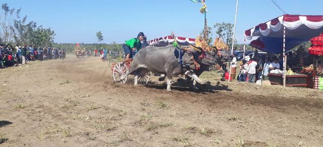 Tarik Minat Wisatawan, Gubernur Koster Harap Makepung Cup Masuk dalam Kalender Pariwisata
