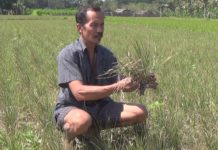 Puluhan Hektar Tanaman Padi di Jembrana Terancam Gagal Panen