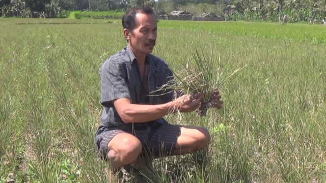 Puluhan Hektar Tanaman Padi di Jembrana Terancam Gagal Panen