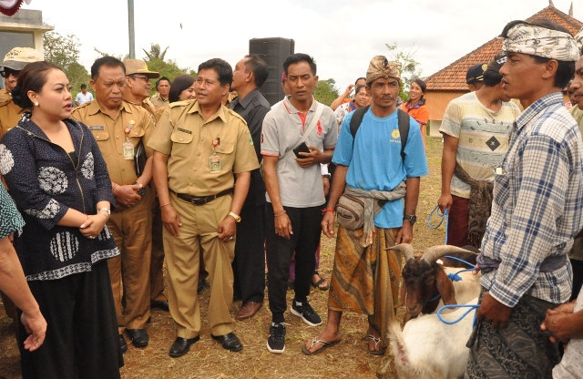 Kembangkan Ternak, Bupati Eka Serahkan Bibit Kambing Boerka