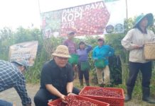 Panen Raya, MUI Pusat Janji Terbitkan Sertifikat Halal untuk Kopi Plaga