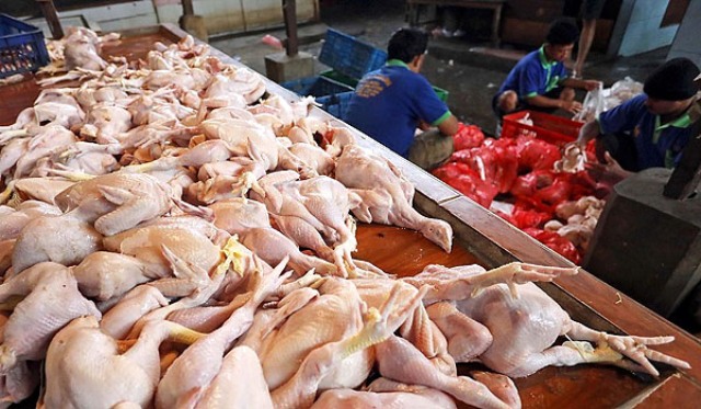 Pinsar Bali Keluhkan, Pasokan Daging Ayam dari Jawa Banjiri Bali