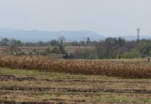 Musim Kemarau, Petani Tabanan Panen Ratusan Ton Jagung