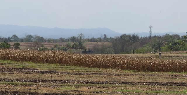 Musim Kemarau, Petani Tabanan Panen Ratusan Ton Jagung