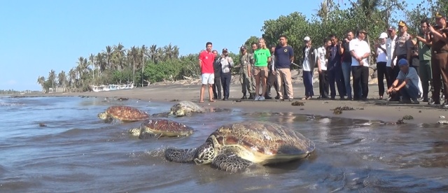 Penyu Hijau Hasil Tangkapan dari Penyelundup Dilepas Kembali ke Laut