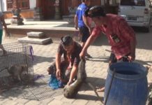 Dipancing dengan Betina, Kera Liar yang Resahkan Warga Berhasil Ditangkap