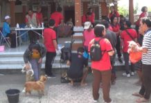 Cegah Penularan Rabies, Puluhan Anjing di Jembrana Divaksin