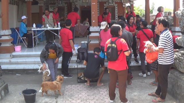 Cegah Penularan Rabies, Puluhan Anjing di Jembrana Divaksin