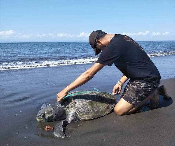 Penyu Mati Terdampar Kembali Ditemukan di Pantai Perancak