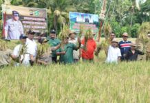 Panen Perdana Padi di Demfarm Sukses Gunakan Pupuk Green Fertilizer