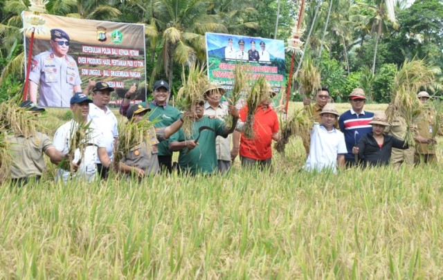 Panen Perdana Padi di Demfarm Sukses Gunakan Pupuk Green Fertilizer