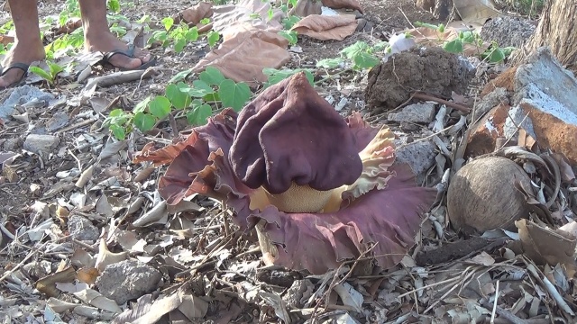 Bunga Bangkai Tumbuh Subur di Kuburan Pendem