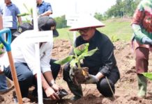 Wagub Cok Ace Sambut Baik Kerjasama Penanaman Perdana Pohon Pisang di Pekutatan