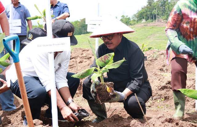 Wagub Cok Ace Sambut Baik Kerjasama Penanaman Perdana Pohon Pisang di Pekutatan