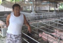 Antisipasi Masuknya Penyakit African Swine Fever (ASF) di Kabupaten Jembrana