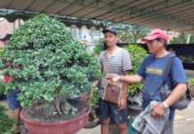 PPBI Cabang Tabanan Pamerkan Pohon Bonsai Berkelas