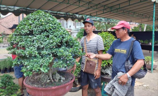 PPBI Cabang Tabanan Pamerkan Pohon Bonsai Berkelas