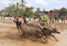 Lestarikan Budaya, Tradisi Lomba Makepung Lampit Kembali Digelar