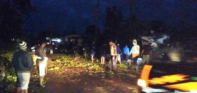 Diterjang Hujan Deras, Pohon Tumbang Tutupi Jalan