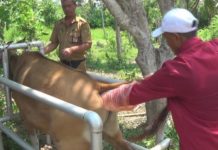 Vaksinasi Cegah Penyebaran Penyakit Ternak Sapi