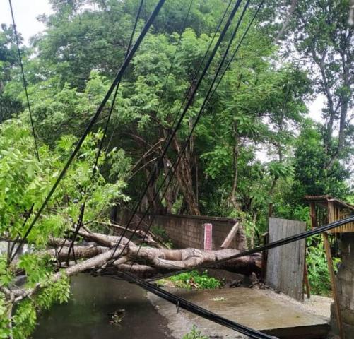 Hujan Deras Disertai Angin Kencang, Pohon Ukuran Besar Tumbang