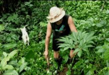 Petani Desa Belatungan Tabanan Tanam Ribuan Kula-Kula