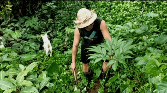 Petani Desa Belatungan Tabanan Tanam Ribuan Kula-Kula