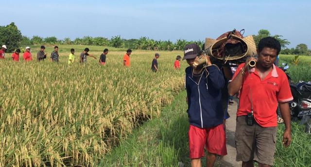 Diduga Epilepsi Kambuh, Pekak Candi Ditemukan Tewas di Sawah