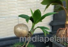 Petani Desa, Belajar Membuat Batok Bonkla dari Internet