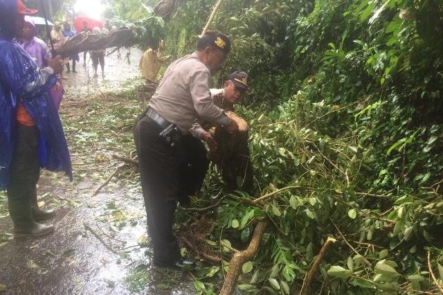 Hujan Disertai Angin, Pohon Tumbang Tutup Akses Jalan