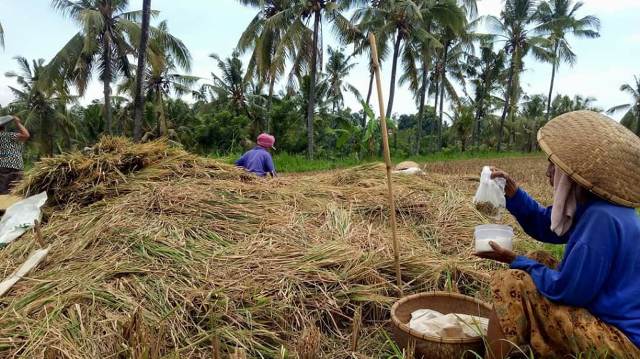 Beli Beras Petani, Buleleng Siapkan Anggaran Rp 3 Miliar