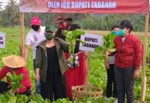Bupati Eka Borong Hasil Panen Sayur Petani, Lalu Dibagikan Gratis ke Warga