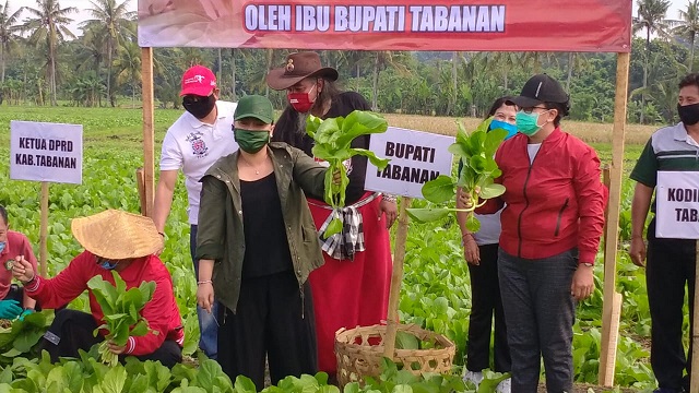 Bupati Eka Borong Hasil Panen Sayur Petani, Lalu Dibagikan Gratis ke Warga