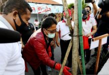 Hijaukan Lingkungan, Bupati Giri Tanam Tebubuya di Sepanjang Tukad Mati Tengah