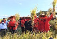 Ditengah Pandemi Covid-19, Tidak Menyurutkan Semangat DPC dan Kader PDIP Tabanan Manyi di Subak Aseman