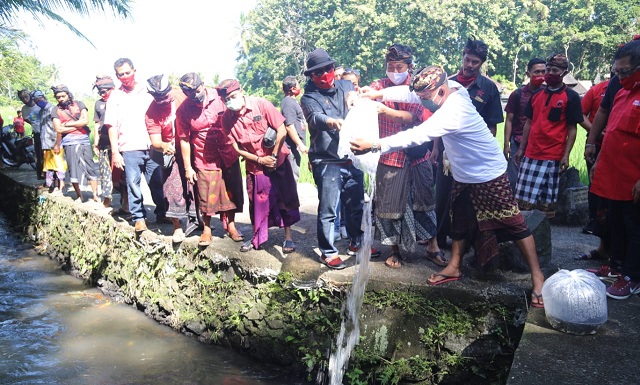 Gelorakan Ketahanan Pangan, Sanjaya Tebar 5000 Benih Ikan di Tengah Pandemi Covid-19