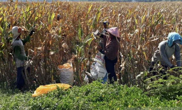 Jember Jadi Percontohan Konsep Pertanian Cerdas Iklim