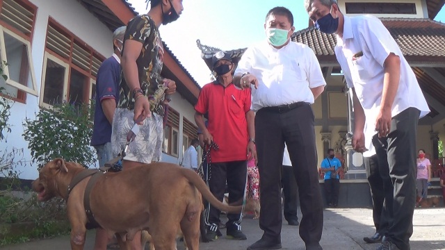 Pasca Kasus Gigitan Anjing, Dinas Pertanian dan Pangan Jembrana Vaksinasi Rabies Massal