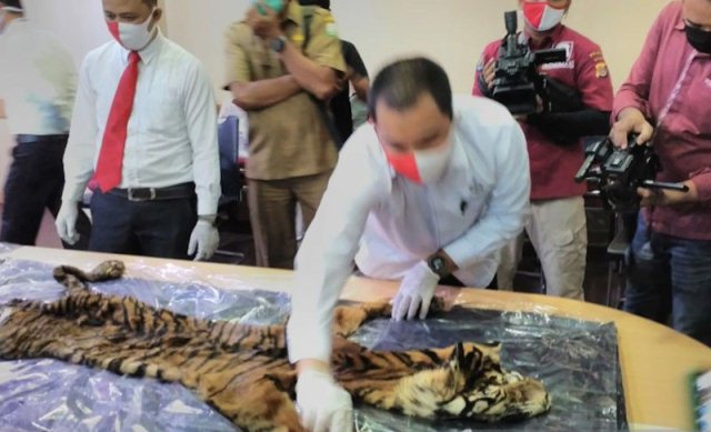 Polisi Ringkus Empat Tersangka Perdagangan Kulit Harimau Sumatera