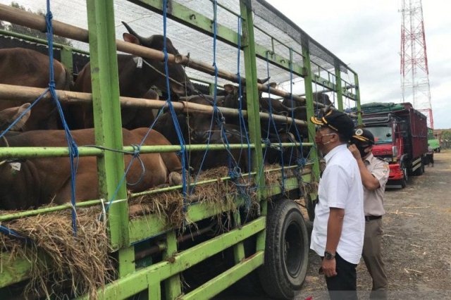 Balai Karantina Pertanian Denpasar Pastikan Pengiriman Sapi Bali Penuhi Syarat Kesehatan