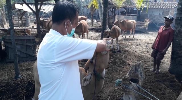 Selamatkan Populasi Sapi Bali, Tim Keswan Jembrana Beri Pelayanan Kesehatan