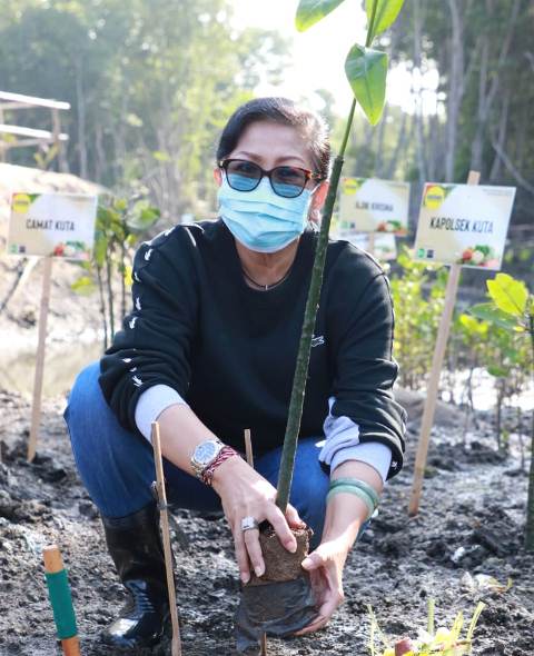 Ny. Putri Koster Menjaga Keseimbangan Lingkungan Mangrove Tanggung Jawab Kita Bersama