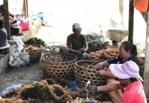Ratusan Warga Nusa Lembongan Beralih Jadi Pembudidaya Rumput Laut Masa Pandemi COVID-19