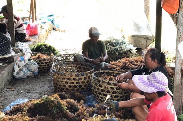 Ratusan Warga Nusa Lembongan Beralih Jadi Pembudidaya Rumput Laut Masa Pandemi COVID-19