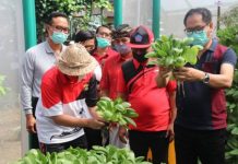 Solusi Lahan Terbatas, Pemkab Badung Komitmen Kembangkan Pertanian Hidroponik