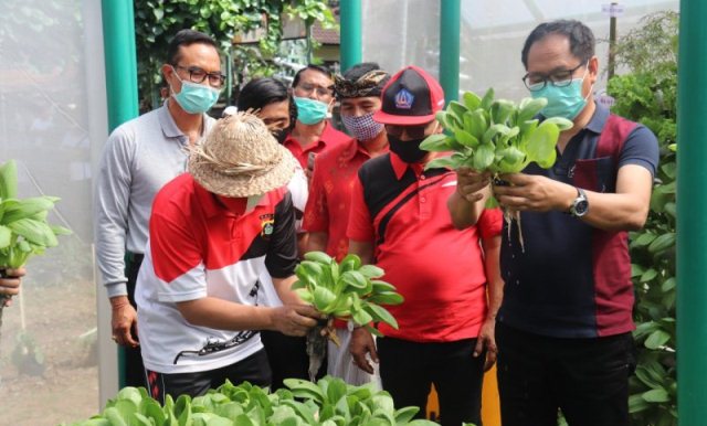 Solusi Lahan Terbatas, Pemkab Badung Komitmen Kembangkan Pertanian Hidroponik