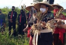 Dampingi Ny. Putri Koster Panen Raya, Ny. Rai Wahyuni Sanjaya Bangkitkan Semangat Produktifitas Petani Bawang Putih