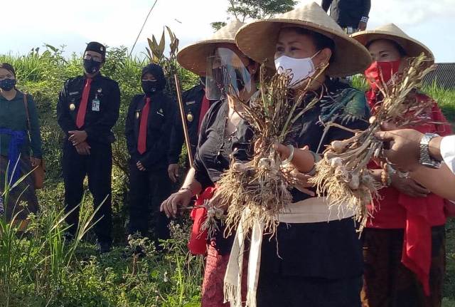 Dampingi Ny. Putri Koster Panen Raya, Ny. Rai Wahyuni Sanjaya Bangkitkan Semangat Produktifitas Petani Bawang Putih