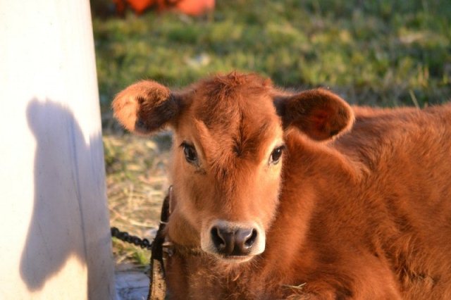 Mengenal Musu Jersey dari Sapi Cokelat yang Mungil